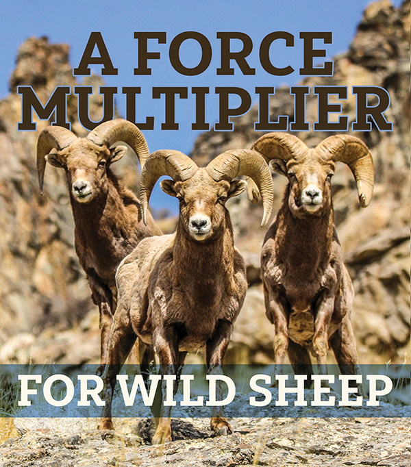 Three sheep in the desert A force Multiplier for Sheep